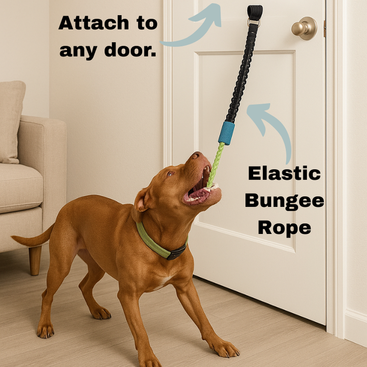 Dog tugging on TugPaws™ Bungee Tug Rope attached to a door – Durable & Fun Interactive Dog Toy for indoor play and exercise.